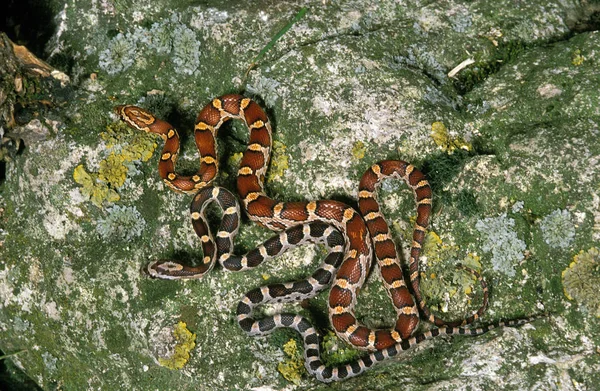 Кукурузная Змея Крысиная Змея Elaphe Guttata Взрослые — стоковое фото