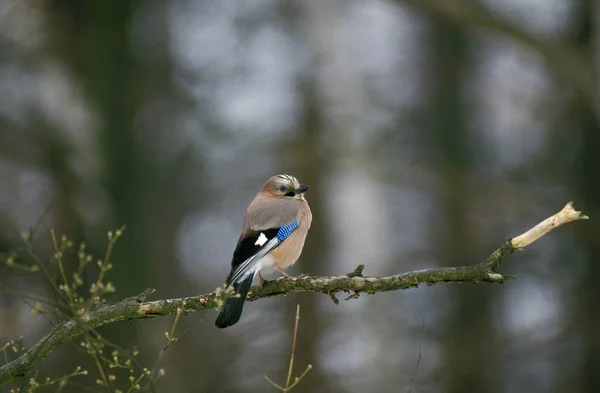 Eurasian Jay Garrulus Glandarius Dospělý Stojící Pobočce — Stock fotografie