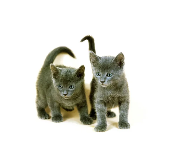 Chartreux Gato Doméstico Gatitos Pie Contra Fondo Blanco —  Fotos de Stock