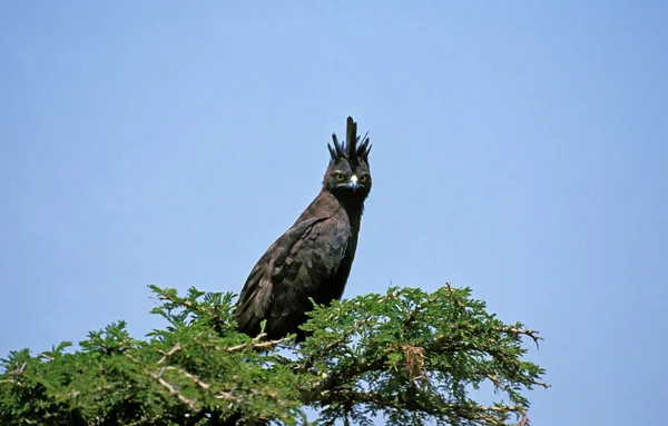 Águila Crestada Larga Lophaetus Occipitalis Adulto Encaramado Árbol Masai Mara —  Fotos de Stock