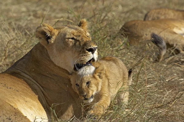 Afrika Aslanı, Panthera Leo, Yavru Dişi, Kenya 'daki Masai Mara Parkı  