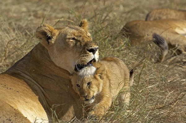 Afrikaanse Leeuw Panthera Leo Vrouw Met Welp Masai Mara Park — Stockfoto