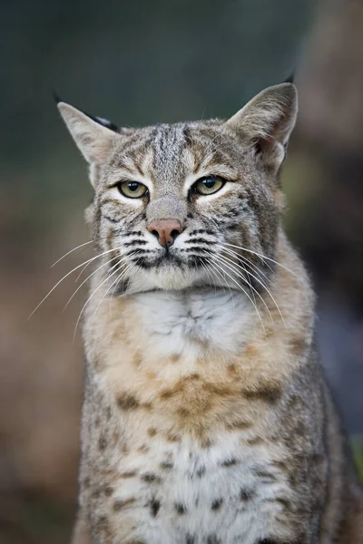 欧洲山猫或欧亚山猫 长毛山猫 成虫的肖像 — 图库照片