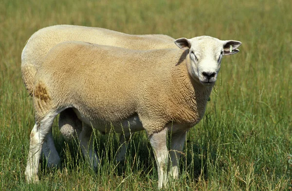 Texel Sheep Dospělí Stojící Trávě — Stock fotografie