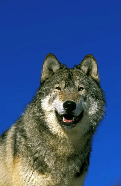 北米灰色の狼 カニスLupus Ocidentalis 青の空に対する大人の肖像 カナダ — ストック写真