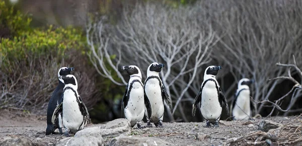 Pingouin Cuivré Pingouin Africain Spheniscus Demersus Groupe Adultes Colonie Betty — Photo