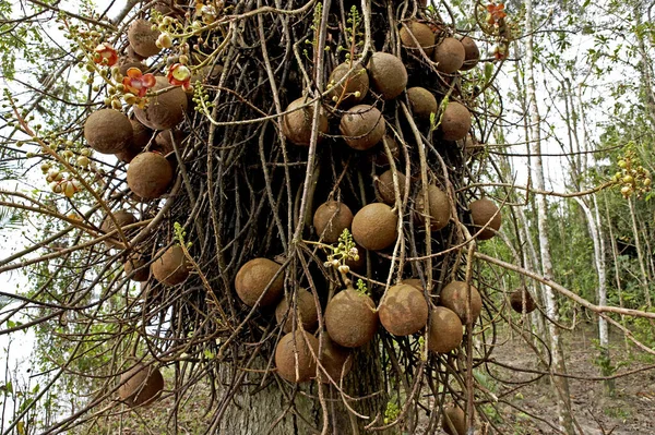 Tarapan Canonball Tree Couroupita Guianensis Irinoco Delta Venezuela — 图库照片