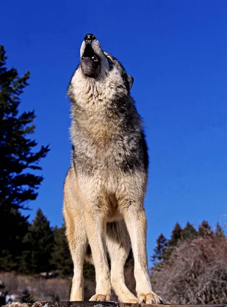 North American Grey Wolf Canis Lupus Occidentalis Adult Howling Canadá — Fotografia de Stock