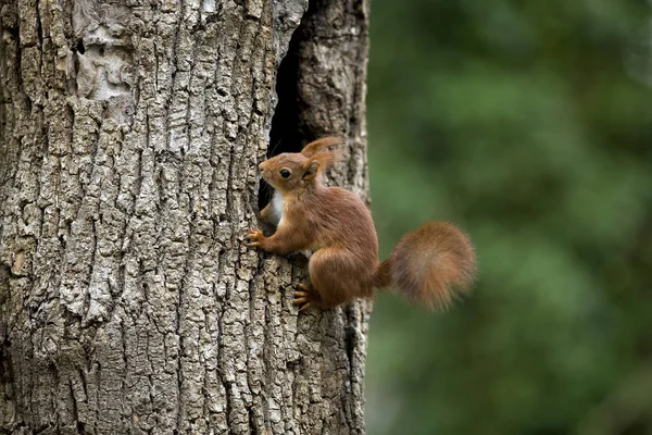 Red Squirrel Sciurus Vulgaris Adult Standing Nest Entrance Νορμανδία — Φωτογραφία Αρχείου