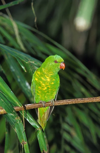 Scaly Breasted Lorikeet Trichoglossus Chlorolepidotus Adult Standing Branch Australia — Stock Photo, Image