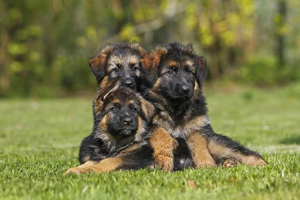 German Shepherd Dog Cachorros Grama — Fotografia de Stock