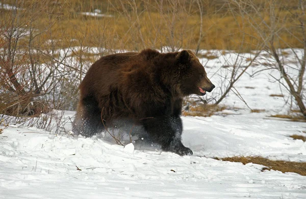 Kodiak Bear Ursus Arctos Middendorffi Adult Standing Snow Aljaška — Stock fotografie