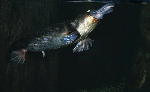 Platypus Ornithorhynchus Anatinus Vista Submarina Adultos Australia — Foto de Stock