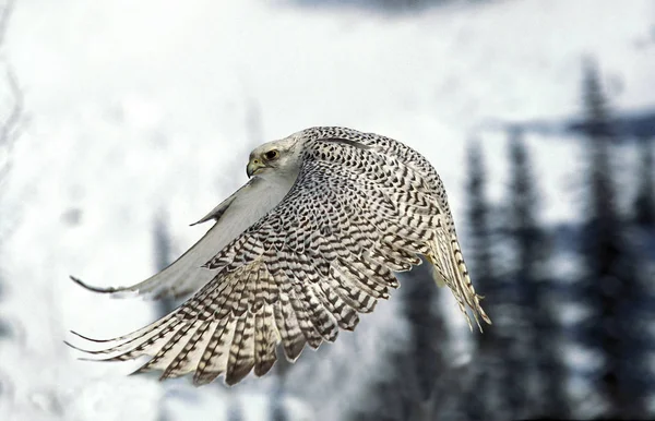 Gyrfalk Falco Rusticolus Vuxen Flyg Kanada — Stockfoto