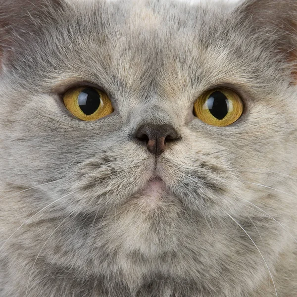 Blue Cream British Shorthair Εγχώρια Γάτα Πορτρέτο Της Γυναίκας — Φωτογραφία Αρχείου