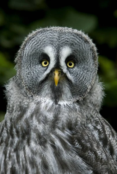 Stor Grå Uggla Strix Nebulosa Porträtt Vuxen — Stockfoto