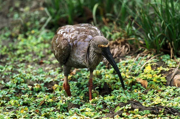 Plumbeous Ibis Theristicus Caerulescens Adult Standing Swamp Pantanal Brazil — Stock Photo, Image