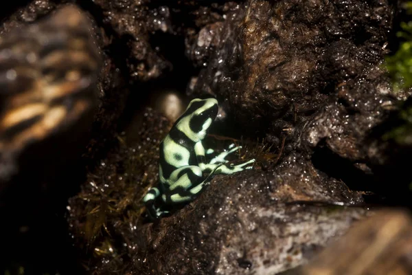 Daro Antivelenco Verde Nero Dendrobata Auratus Costa Rica — Foto Stock