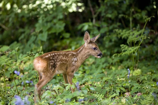 Roe Deer Capreolus Capreolus Fawn Met Bloemen Normandië — Stockfoto