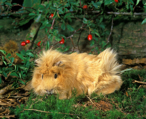 Guinea Pig, cavia porcellus, Adult  