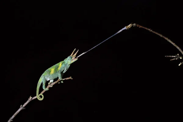 Jackson\'s Chameleon,  chamaeleo jacksoni, Male Striking at a Grasshoper