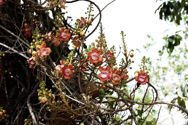 Tarapan Canonball Tree Couroupita Guianensis Delta Dell Irinoco Venezuela — Foto Stock