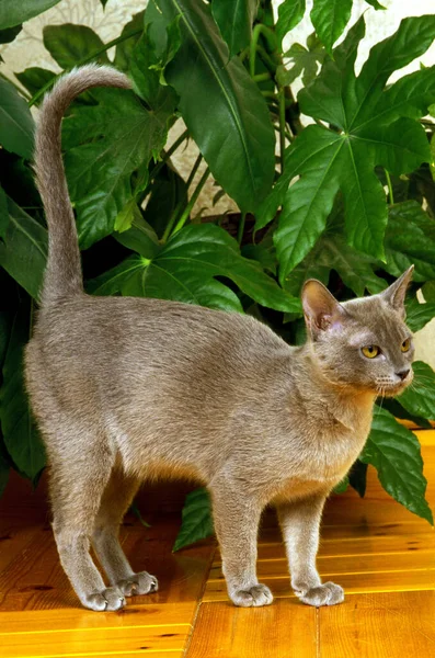 Gato Doméstico Birmanês Azul Adulto Perto Green Plant — Fotografia de Stock