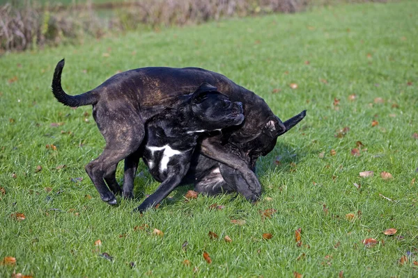 Cane Corso Rasy Psów Włoch Dorosłych Bawiących Się Trawie — Zdjęcie stockowe