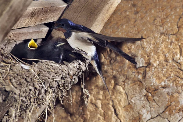 Barn Swallow Hirundo Rustica Adult Feeding Chicks Nest Normandy — Stock Photo, Image