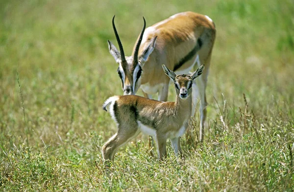 Thomson Gazelle Gazella Thomsoni Weibchen Mit Rehkitz Masai Mara Park — Stockfoto