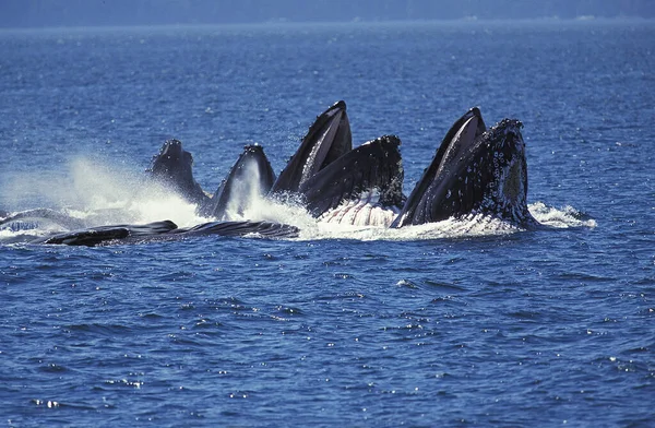 Humpack Whale Megaptera Novaeangliae Group Bubble Net Feeding Open Mouth — Stock Photo, Image