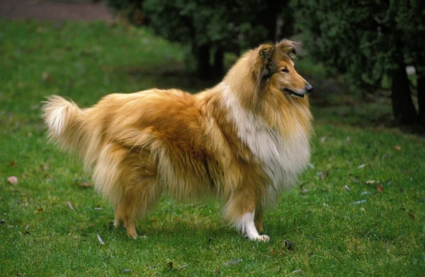 Collie Dog Volwassen Staand Gras — Stockfoto