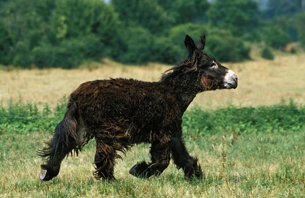 Poitou Donkey Eller Baudet Poitou Fransk Ras Vuxen Trotting Genom — Stockfoto