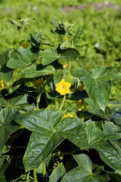 Gherkin Atau Pickle Mentimun Sativus Kebun Sayur Normandia — Stok Foto