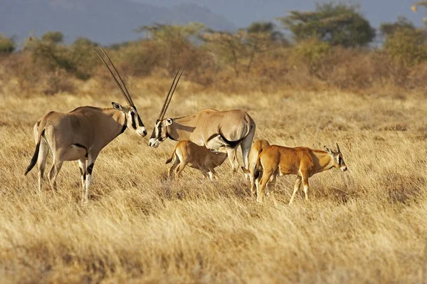Beisa Oryx Oryx Beisa Herd Στη Σαβάνα Masai Mara Park — Φωτογραφία Αρχείου
