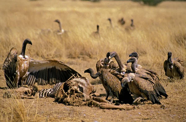 Avvoltoio Bianco Africano Gyps Africanus Group Kill Una Carcassa Zebra — Foto Stock