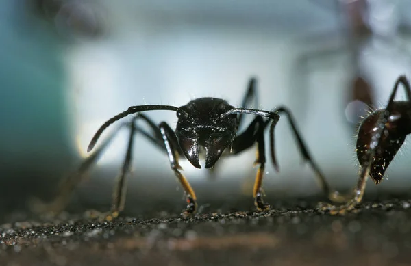 Bullet Ant Paraponera Clavata Costa Rica — Stockfoto