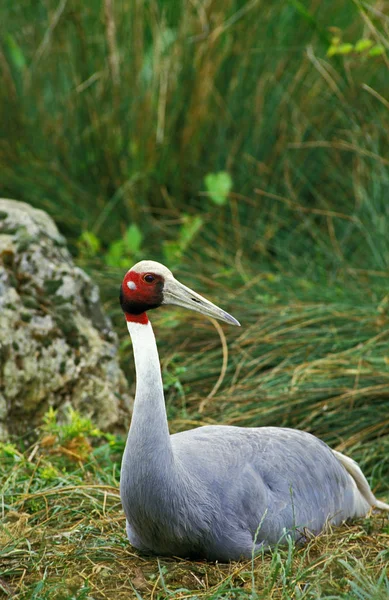 Sarus Crane Grus Antigone Female Nesting — Stock Photo, Image