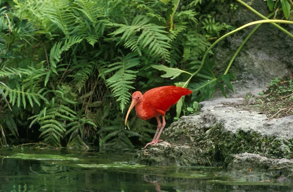 Scarlet Ibis Eudocimus Ruber Víz Mellett Álló Felnőtt — Stock Fotó