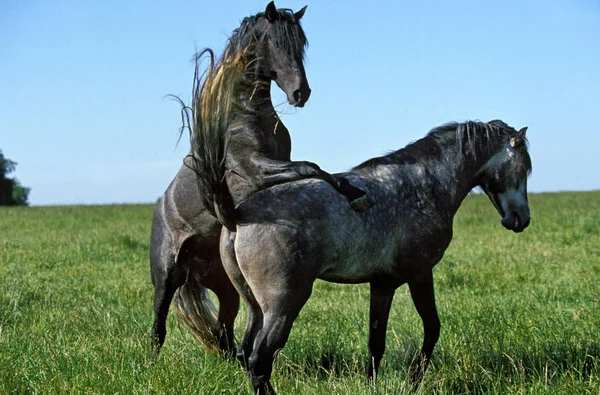 Lusitano Horse Pair Mating Meadow — Stock Photo, Image