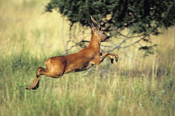Roe Deer Capreolus Capreolus Samec Běží — Stock fotografie