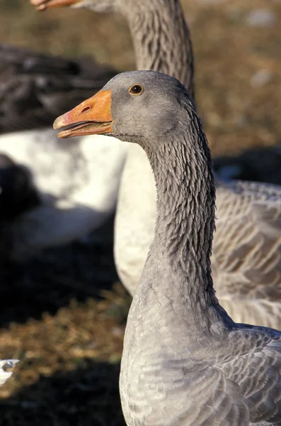 Toulouse Goose Порода Производящая Пате Фуа Гра Юге Франции — стоковое фото