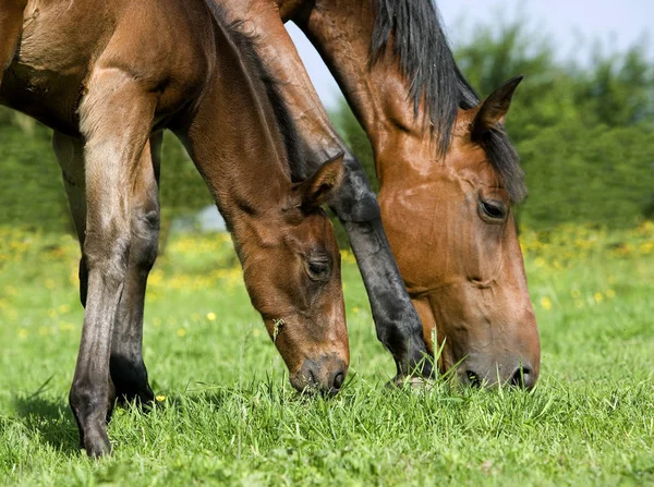 Frans Trotter Horse Mare Met Veulen Eten Gras Normandië — Stockfoto
