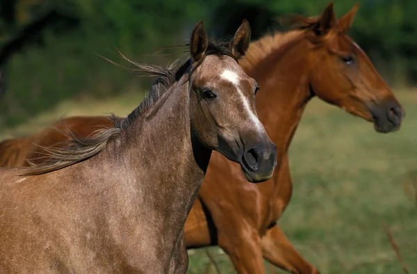 Arabisk Häst Hästar Som Står Ängen — Stockfoto