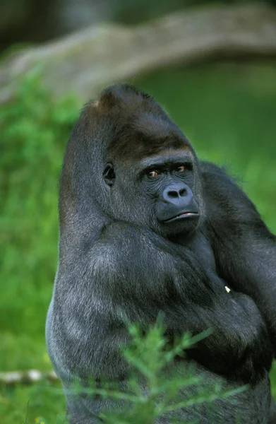 Eastern Lowland Gorille Gorilla Gorilla Grauer Portrait Male — Stock Photo, Image