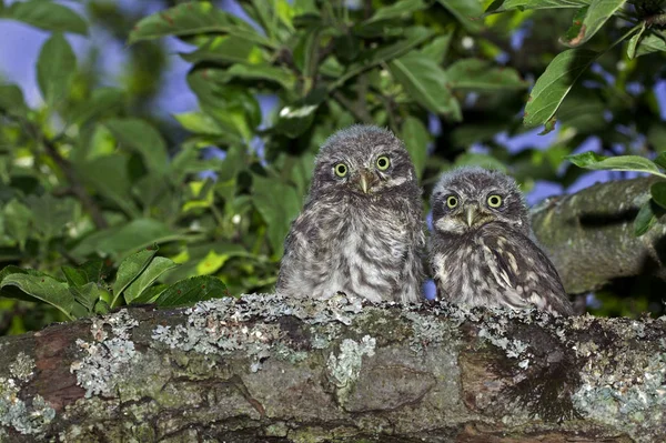 Pequeño Búho Athene Noctua Youngs Pie Branch Normandía — Foto de Stock