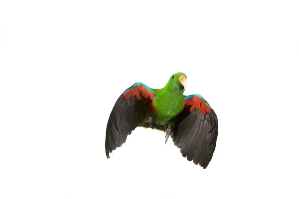 Eclectus Parrot Eclectus Roratus Hombre Vuelo Contra Fondo Blanco — Foto de Stock