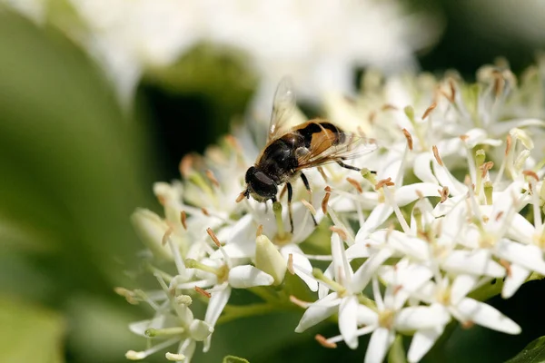 Fly Standing Flower Normandy — Stock Photo, Image