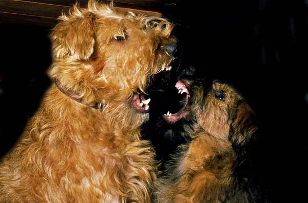 Irlandês Terrier Adulto Filhote Cachorro Ronronando Postura Agressiva — Fotografia de Stock