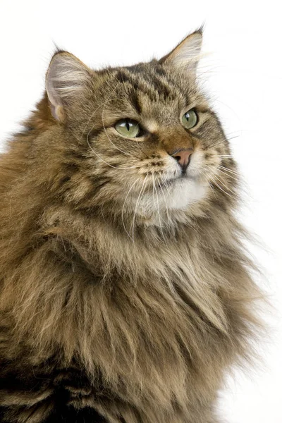 Angora Domestic Cat Retrato Masculino Contra Fundo Branco — Fotografia de Stock